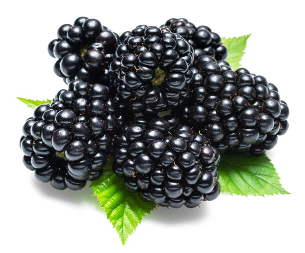 istock Blackberries with blackberry leaves isolated on a white background. 1281839603