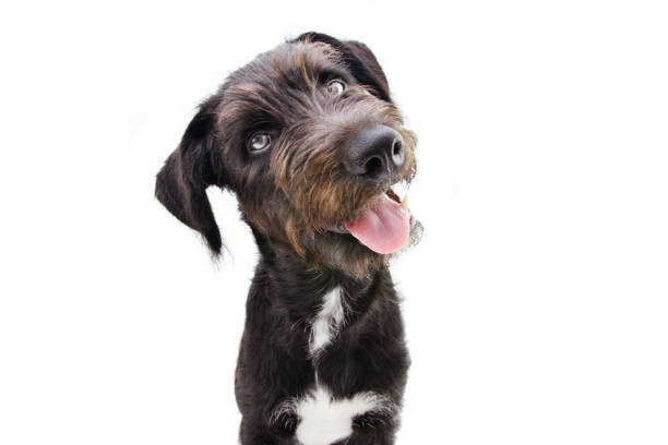 Cute puppy dog tilting head side. Isolated on white background.