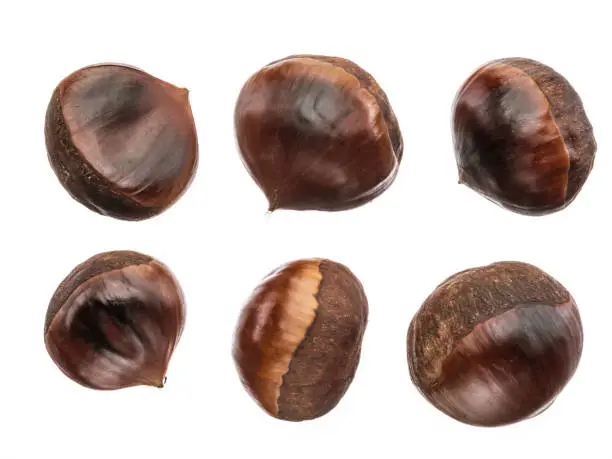 Photo of Set of roasted edible chestnut fruits isolated on white background.
