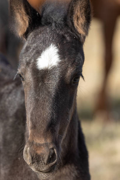 istock Wild Horse Foal in Utah 1281842630