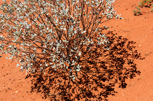 Dry bush grow on scanty stony soil. Red center in the Australian desert, outback in Northern Territory, Australia