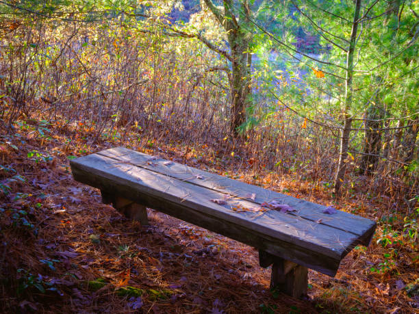 istock A weathered wooden bench in the park 1281843538