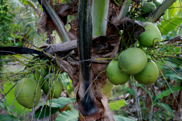 istock coconut plantation in bahia 1281843949