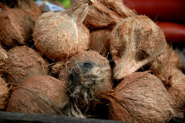 istock dry coconut for sale at fair 1281844044