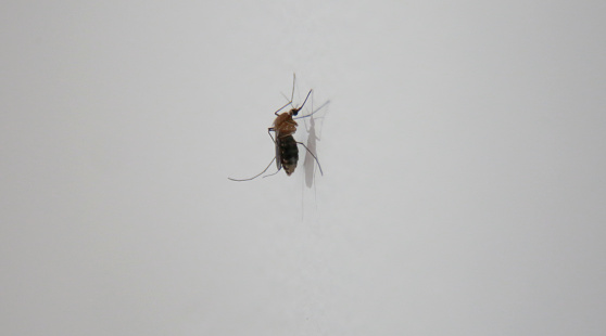 Mosquito on Skin, Mansonia sp , Satara , Maharashtra , India