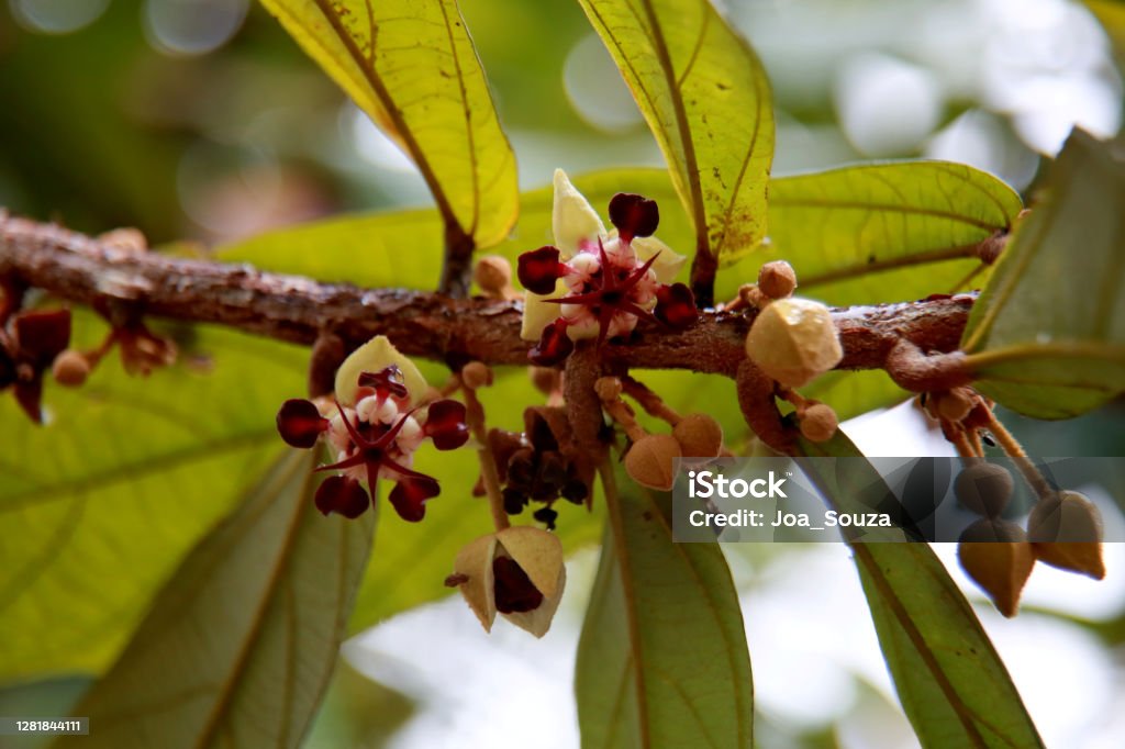 flowering cupuacu tree mata de sao joao, bahia / brazil - october 18, 2020: cupuacu tree flowers on a farm in the rural area of Mata de Sao Joao."n"n Cupuaçu Stock Photo