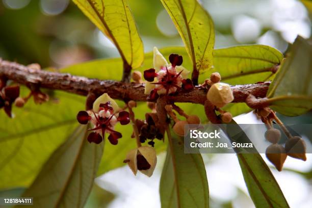 Flowering Cupuacu Tree Stock Photo - Download Image Now - Cupuaçu, Tree, Plantation
