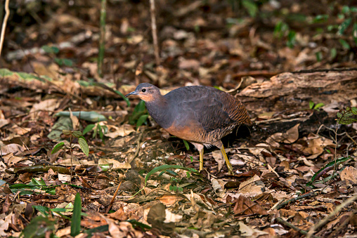 Yellow legged Tinamou photographed in Linhares, Espirito Santo. Southeast of Brazil. Atlantic Forest Biome. Picture made in 2013.
