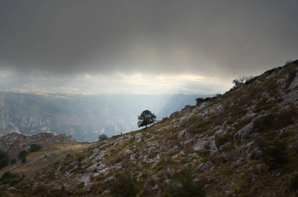 istock Lonely tree on a mountain in France 1281847254