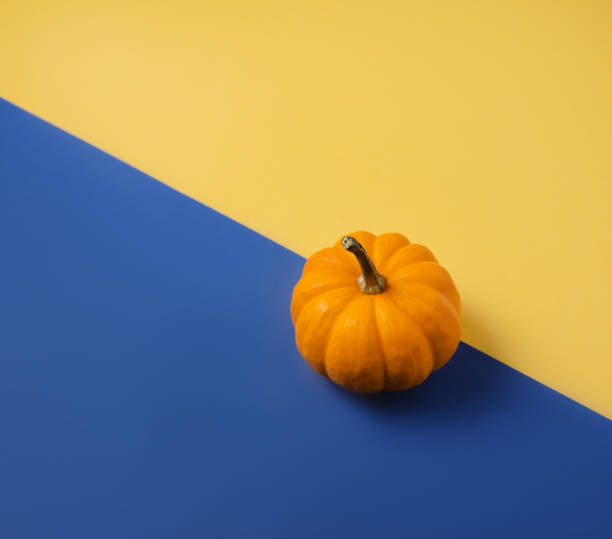 istock One orange decorative  pumpkin on classic blue and yellow background. Thanksgiving and halloween  day concept 1281847366