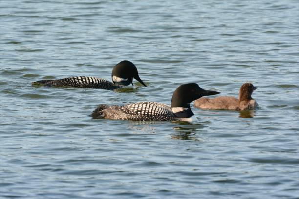 istock Summer Swimming Common Loon Family 1281848890