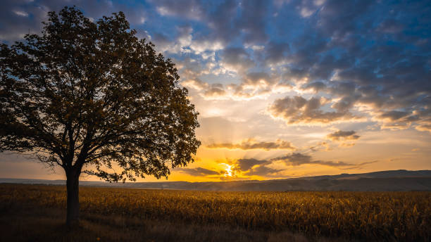 istock tree at sunrise sunset against the sky 1281849029