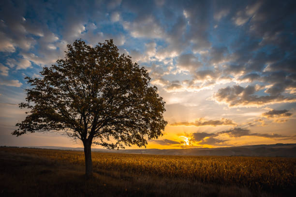 istock tree at sunrise sunset against the sky 1281849154