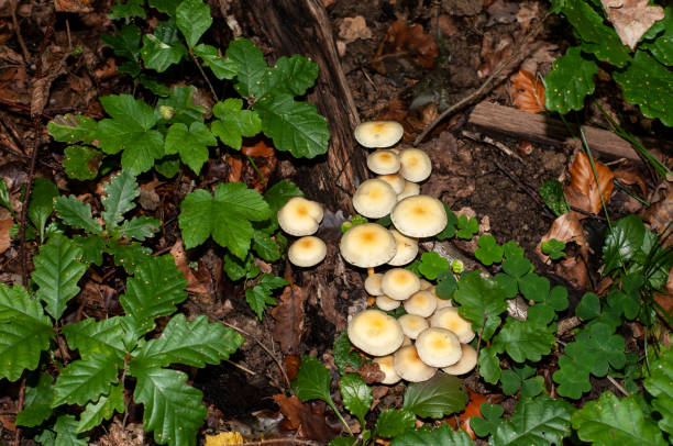 cogumelos tufo de enxofre crescendo em madeira morta - hypholoma fasciculare - fotografias e filmes do acervo