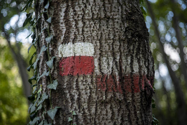 Footpath sign on tree trunk Red and white stripes on a tree trunk, indicating direction in a marked footpath. This is the ancient path called "Via degli Dei" (the Gods' way), going from Bologna to Florence. ivy tree bark wood stock pictures, royalty-free photos & images