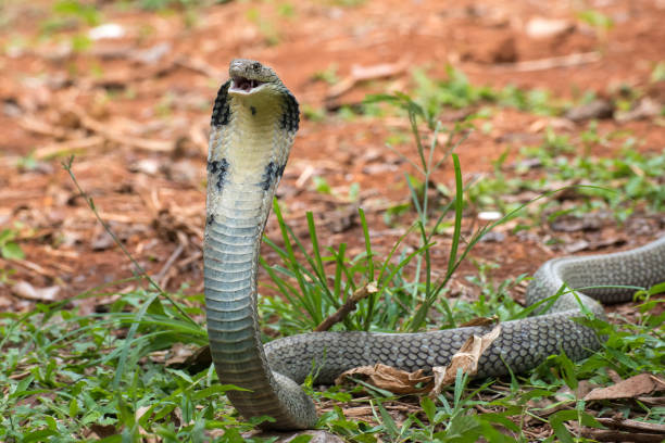 Angry king cobra in attack position The king cobra (Ophiophagus hannah), also known as the hamadryad, is a venomous snake species in the family Elapidae, endemic to forests from India through Southeast Asia. ophiophagus hannah stock pictures, royalty-free photos & images