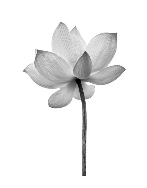Black white Lotus flower isolated on white background. File contains with clipping path so easy to work. stock photo