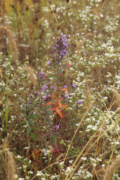istock Purple and Orange Plant 1281852344