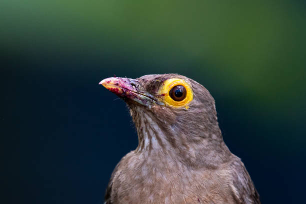 wildlife in nature, bird in natural surrounding, bird in a garden, a bird with yellow eyes. Close-up of bird