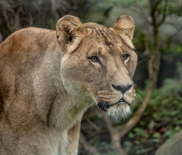 istock Strength Of The Lion. 1281854148