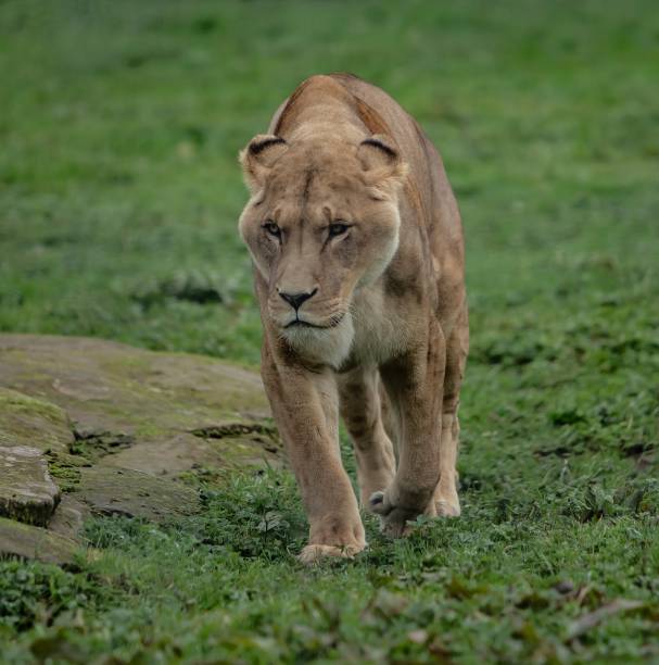 istock Lion On The Prowl. 1281854387