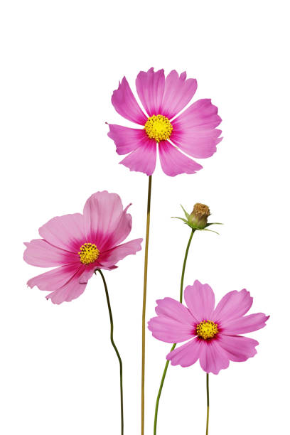 istock Blooming Pink Cosmos Flowers Isolated on White Background 1281854597