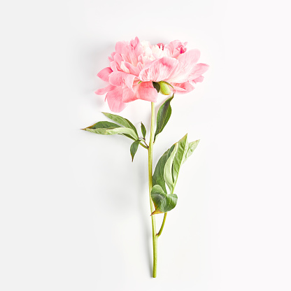 beautiful peony flower on pink color on white background. flat lay, square frame.
