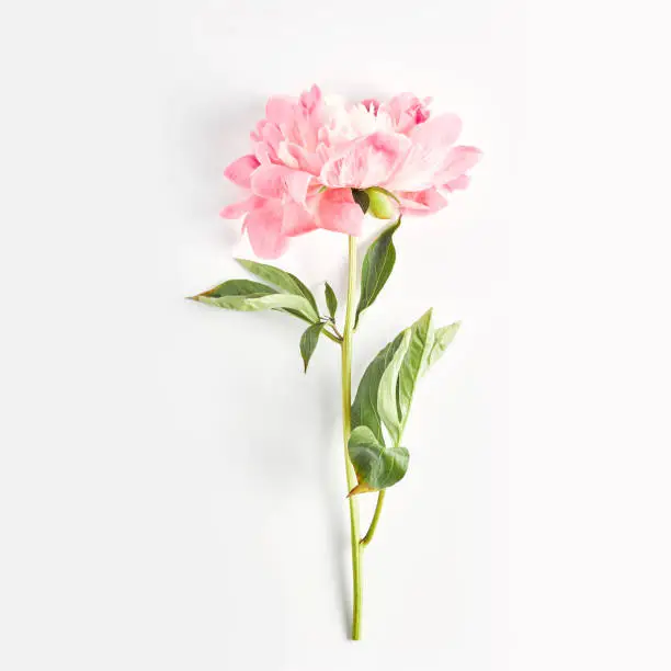 Photo of beautiful peony flower on pink color on white background. flat lay, square frame