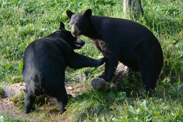 istock Young Black Bears Interacting In A Field 1281857262