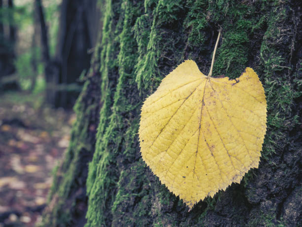 istock Single isolated yellow leaf on a tree bark covered with green moss. 1281858396