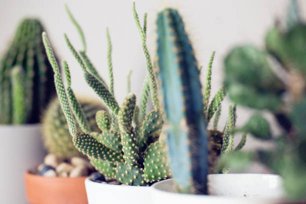istock Selective Focus Closeup of Potted Cacti 1281858491