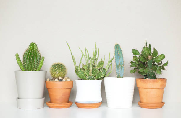 istock Minimal Shot of Potted Cacti 1281858493