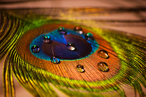 Detail of peacock feather with water drops in Burgos, CL, Spain
