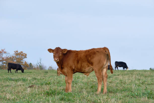 Cow Grazing in Farm Field