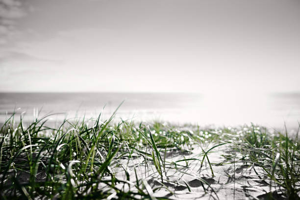Black & White With Green Grass, Out to Sea in Hayling Island, England, United Kingdom