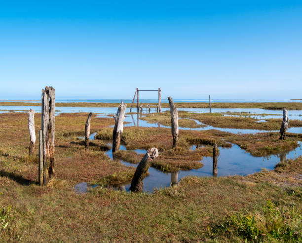 istock High tide at Thornham, Norfolk, with dead tree trunks 1281858861