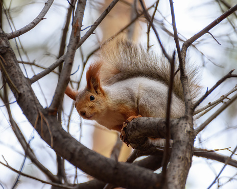 Fluffy squirrel sitting on a tree among the branches in the autumn forest, close-up