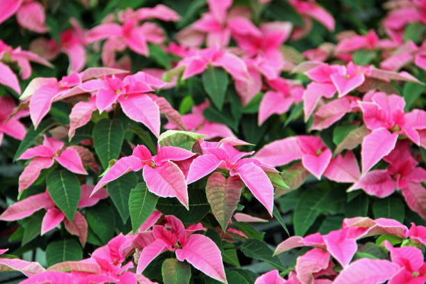 Pink poinsettias in a greenhouse.