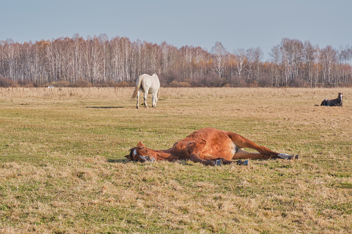 The brown cute horse sleeps peacefully on his side, lying on the grass. A herd of horses grazes in a pasture late autumn. Copy space