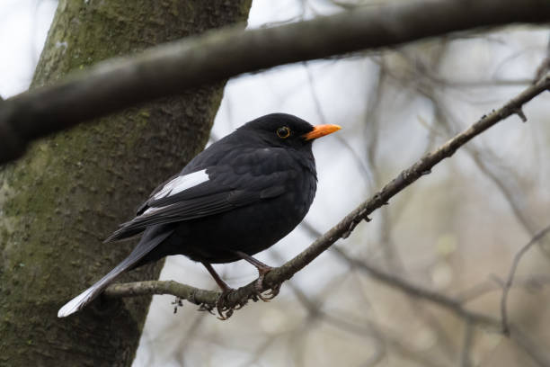 istock Color aberration in birds - partly leucistic or progressive greying Blackbird (Turdus merula), with white feathers on the wings and tail, perched on a tree branch in the park 1281862462