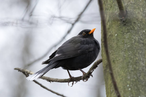 Color aberration in birds - partly leucistic or progressive greying Blackbird (Turdus merula), with white feathers on the wings and tail, perched on a tree branch in the park