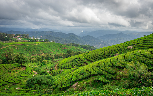 Tea gardens in the foothills of western ghat image take at India. The landscape is amazing with Green tea plantations in rows.