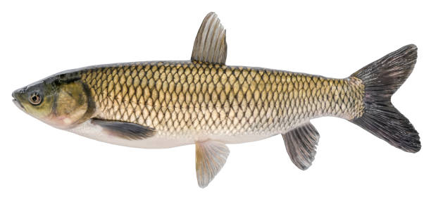 istock Grass carp fish with scales. Raw river fish. Fresh goldfish, side view. Isolated on white background 1281863028