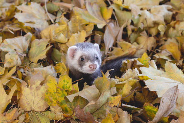 istock The ferret in yellow leaves 1281864738