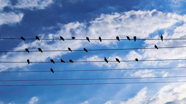 istock Silhouette of a bird 1281864844