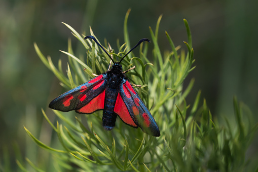 The six-spot burnet (Zygaena filipendulae) is a day-flying moth of the family Zygaenidae. It lives in most of Europe, and in Asia Minor.