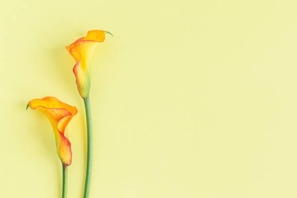 istock Beautiful yellow Calla Lilies flowers on a light yellow background. 1281865552