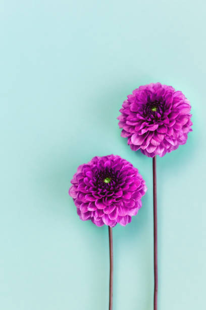 istock Amazing Dahlia flowers on a turquoise background. 1281865555