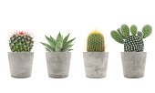 Succulent plant and cactus collection