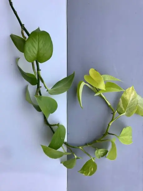 Growing of creep plant